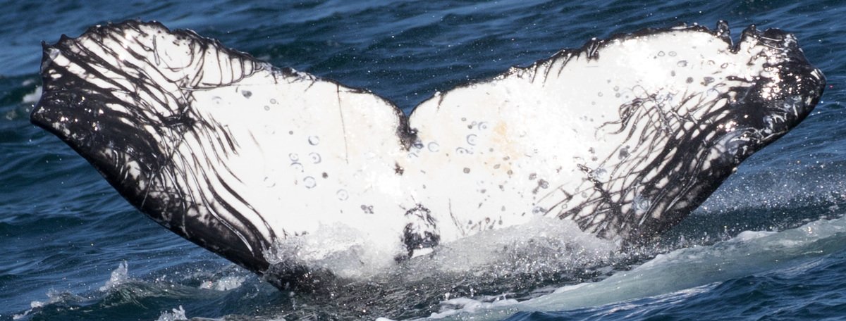 Fluke of Rumple (California)
