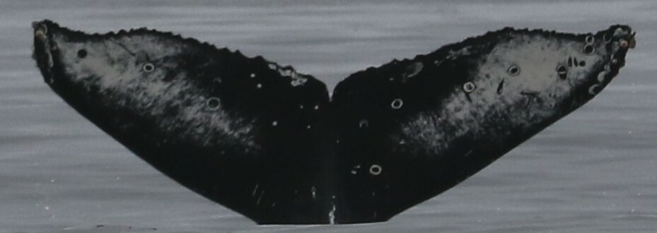 Fluke of CRC-18086