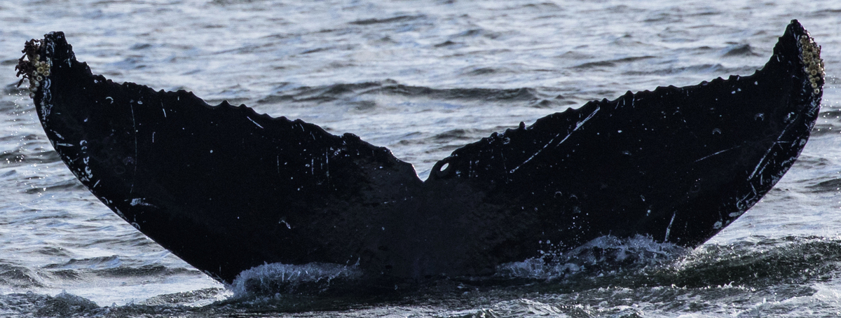 Fluke of Bubbles (Kenai) aka Aloalo (FS)