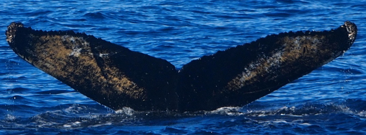 Fluke of HW-MN1301315