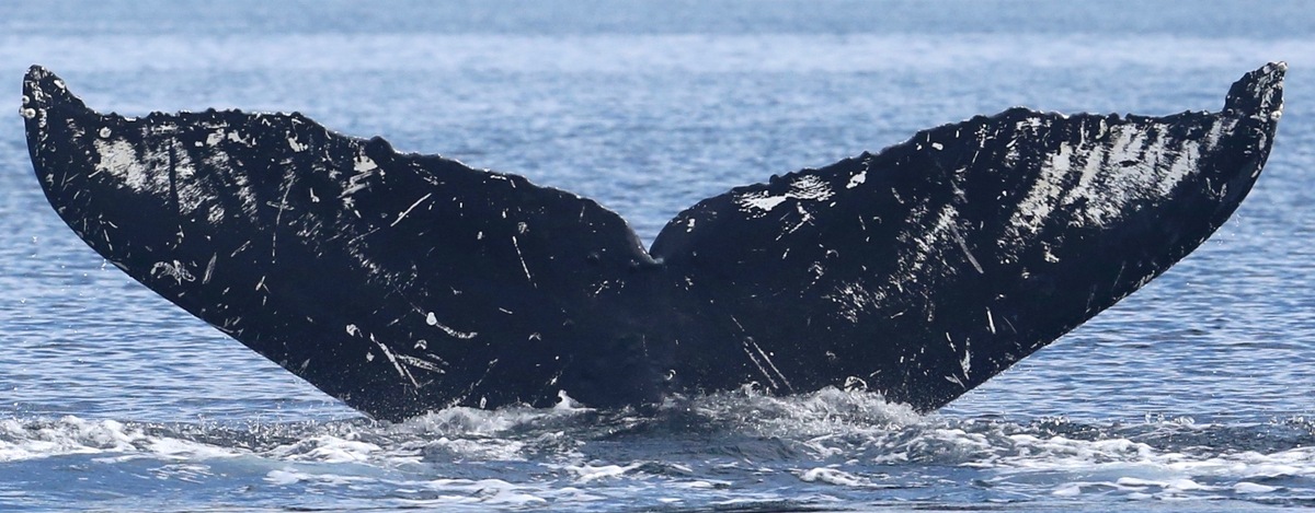 Fluke of Hodgepodge (Salish Sea)