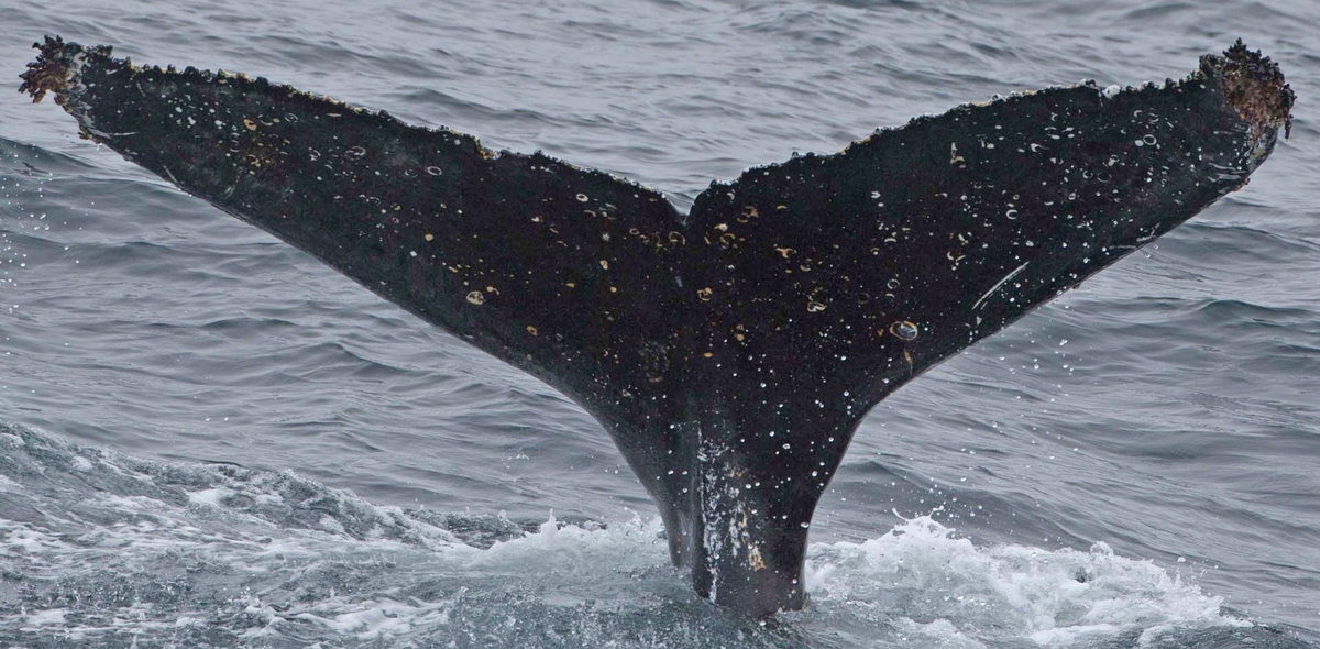 Fluke of HW-MN1301319