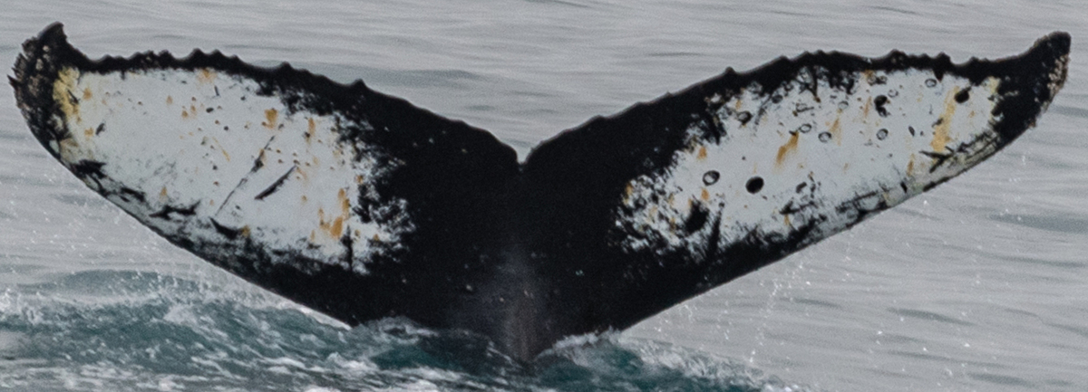Fluke of HW-MN1301323