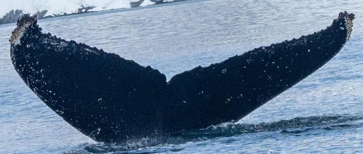 Fluke of HW-MN1301334
