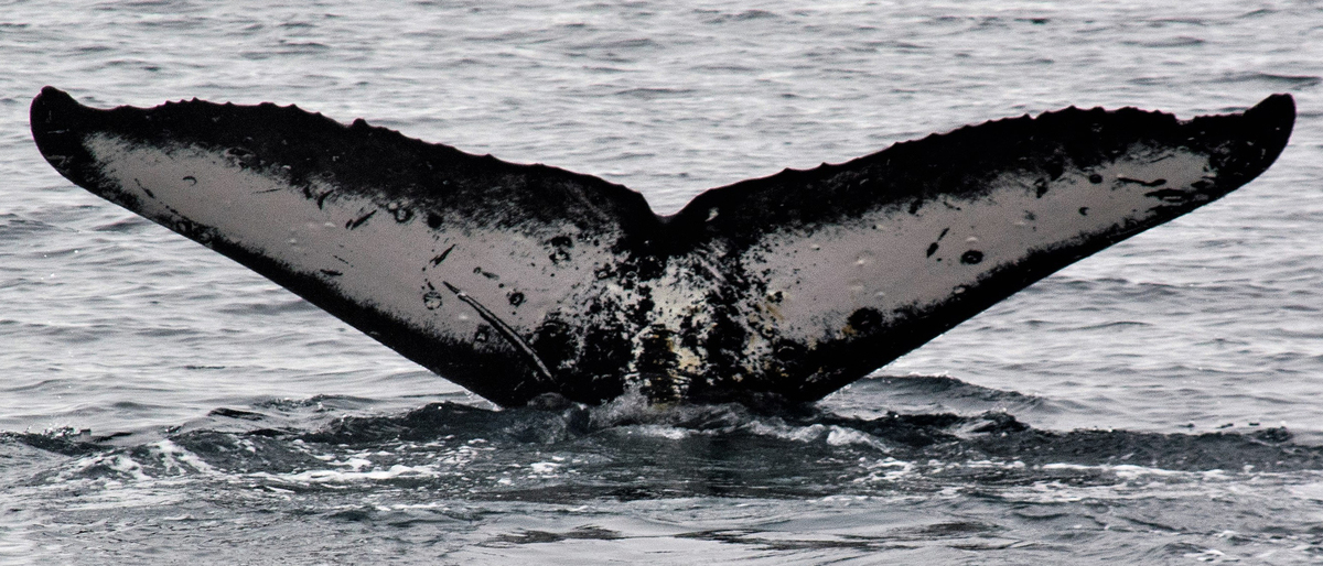 Fluke of Nora the Explorer (Antarctica)