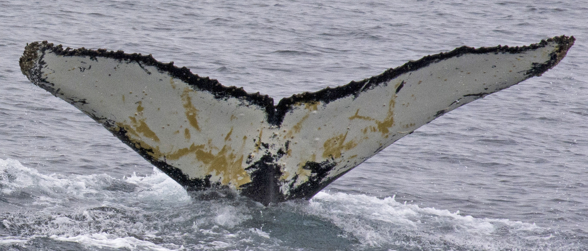 Fluke of Frilly (Antarctica)