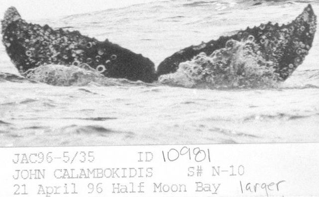 Fluke of CRC-10981