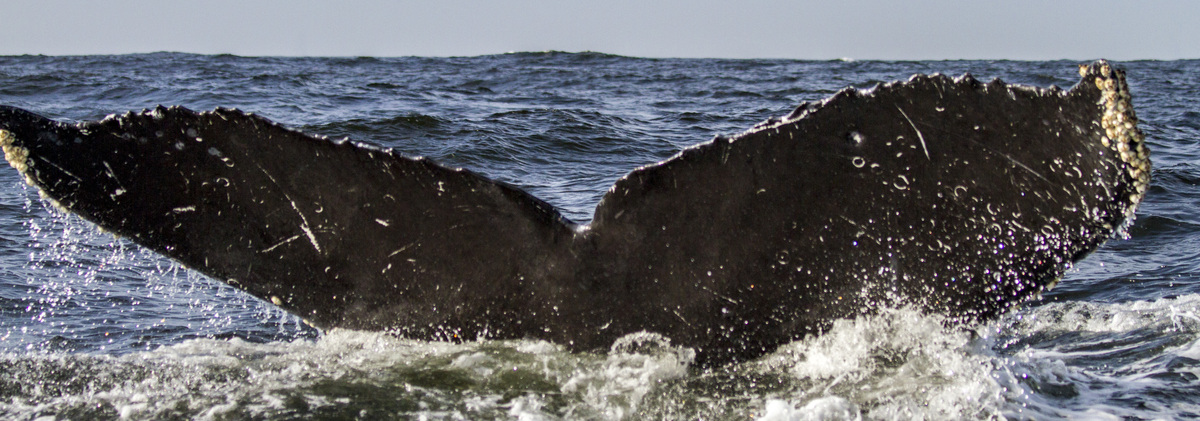 Fluke of CRC-10899