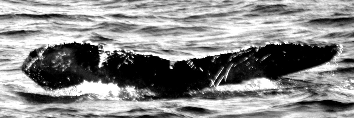 Fluke of CRC-11632