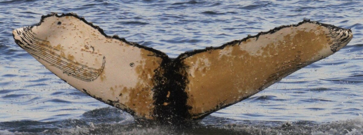 Fluke of HW-MN1301351