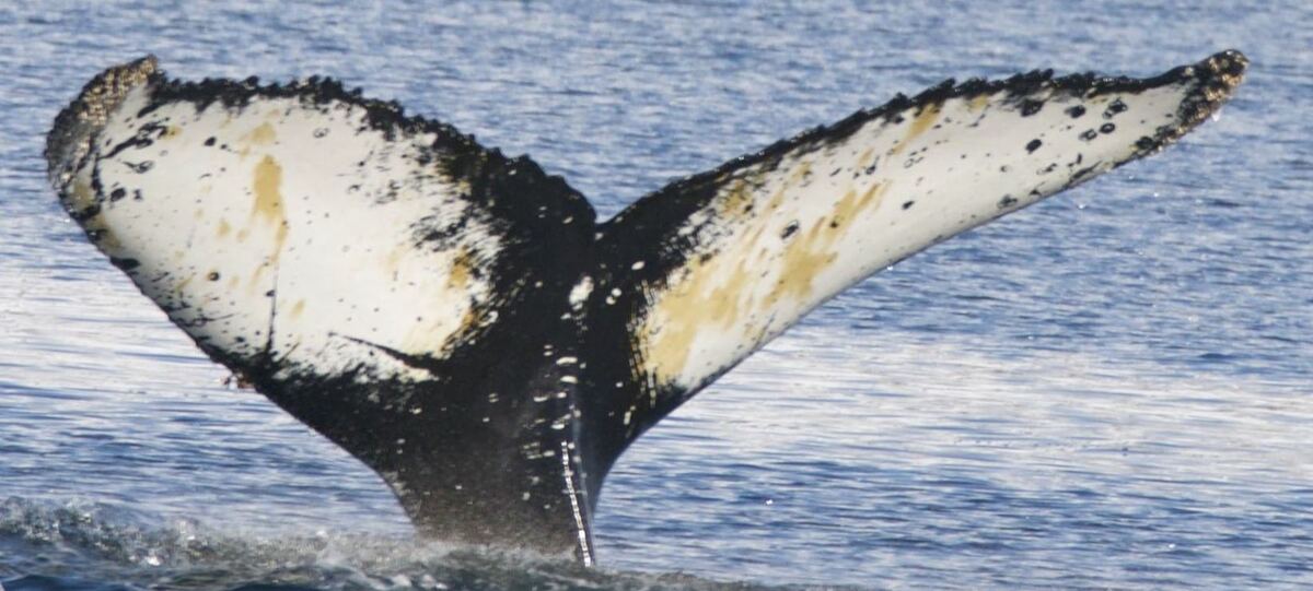 Fluke of HW-MN1301359