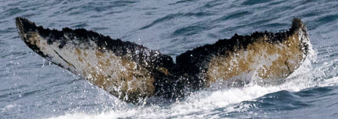 Fluke of HW-MN1301361