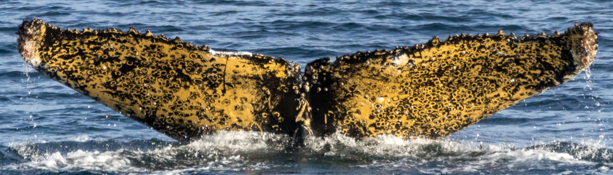 Fluke of HW-MN1301366