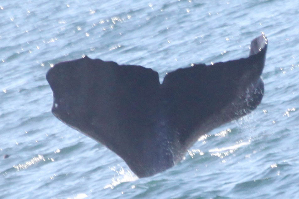Fluke of SPLASH-470696