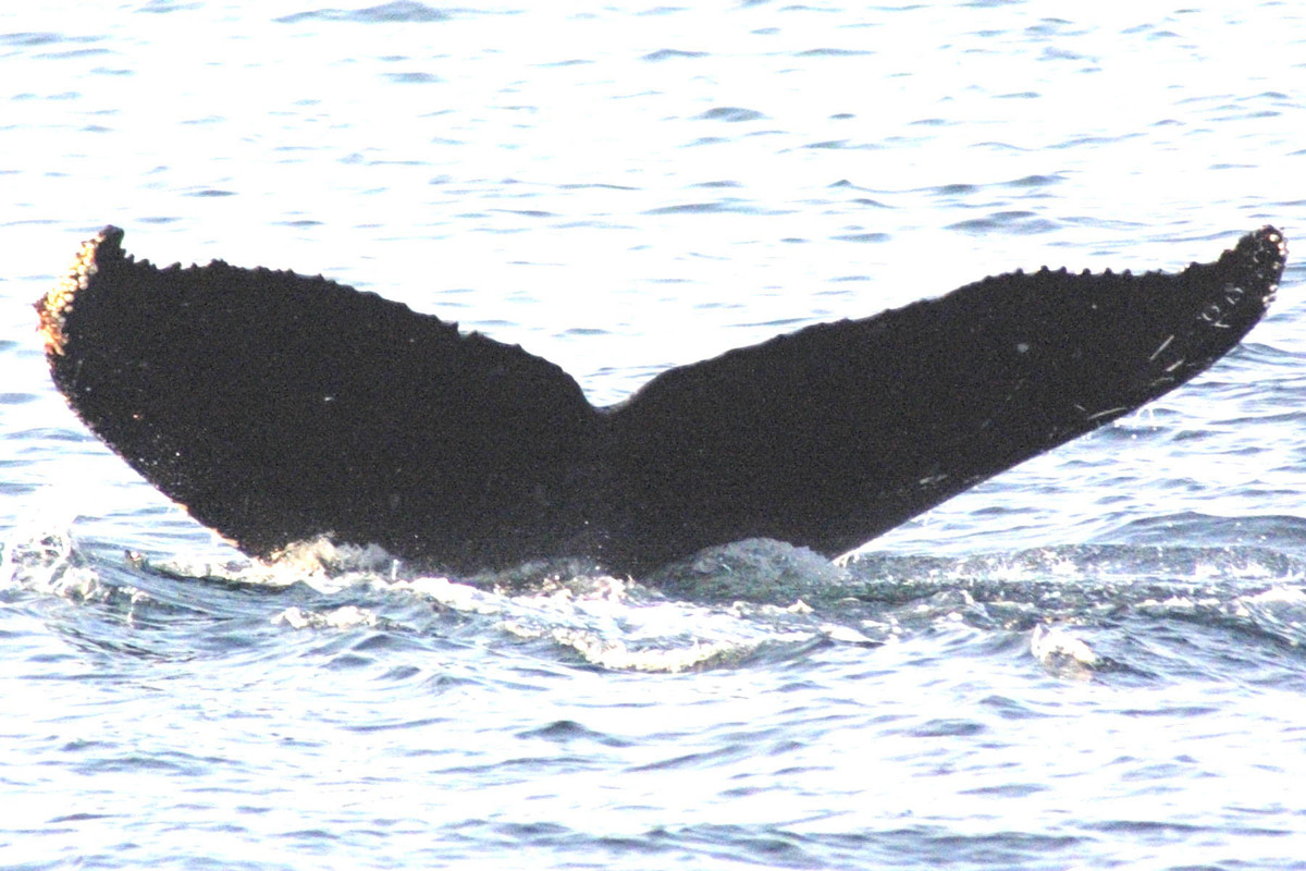 Fluke of BREE-KOD04_0829_2_0046