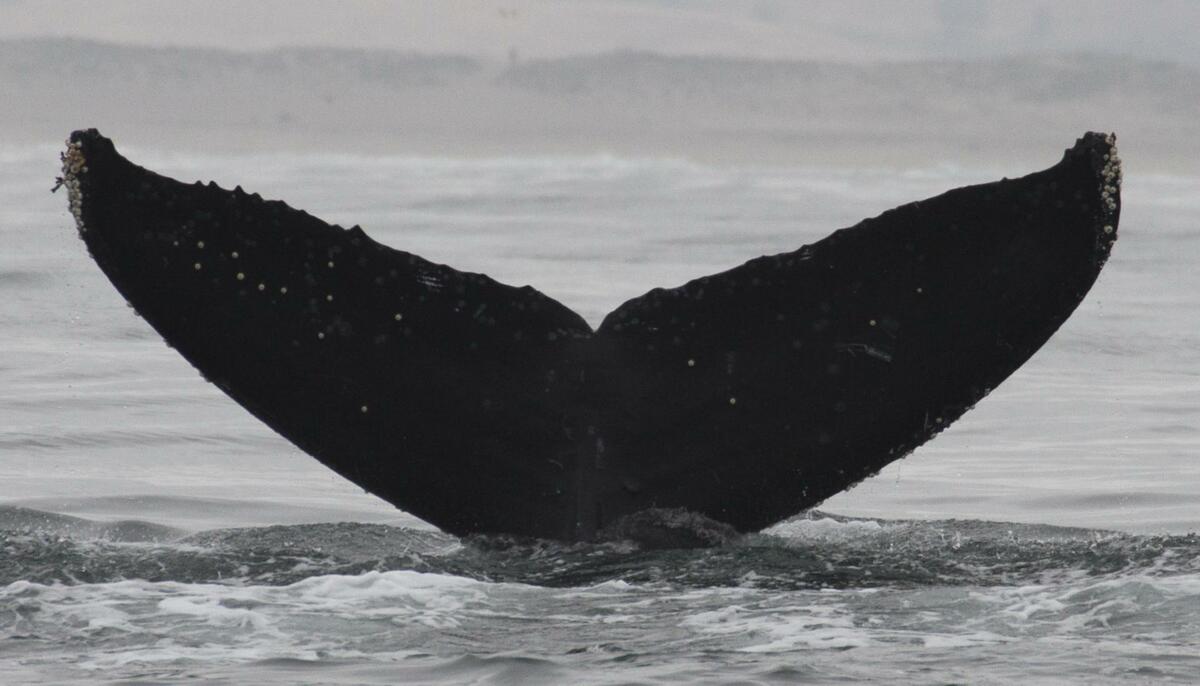 Fluke of Xula (Oceanic Society)