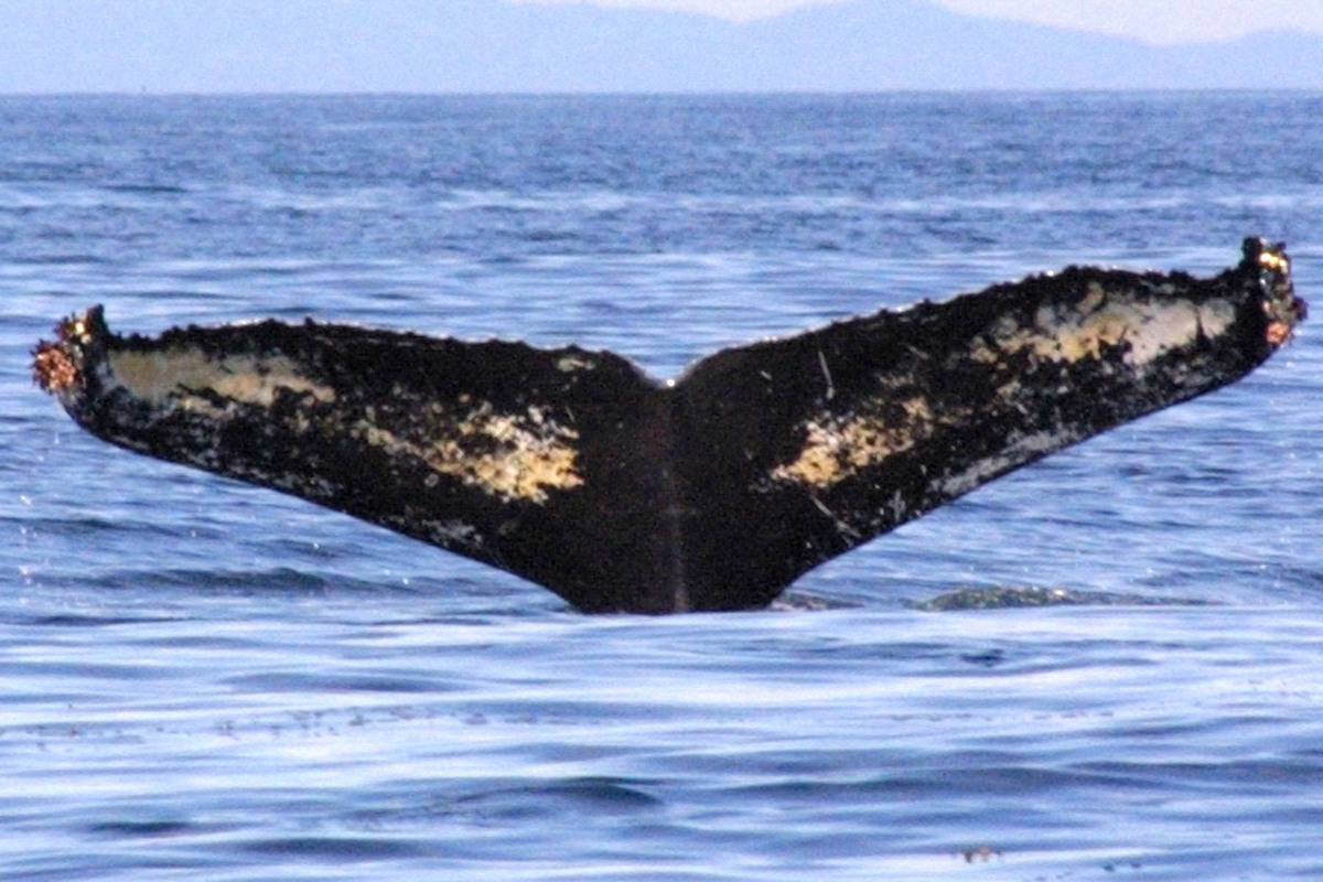 Fluke of BREE-KOD04_0807_1_0029