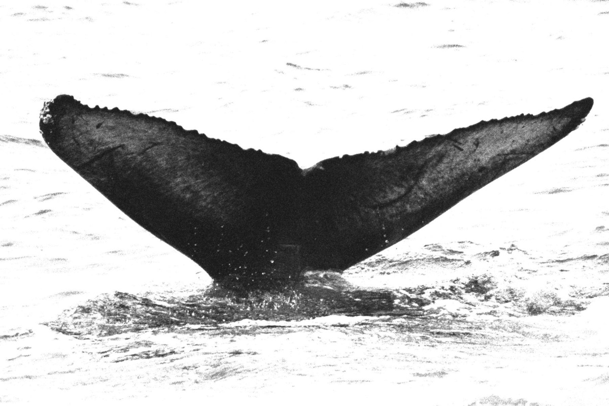 Fluke of BREE-KOD02_16(18)