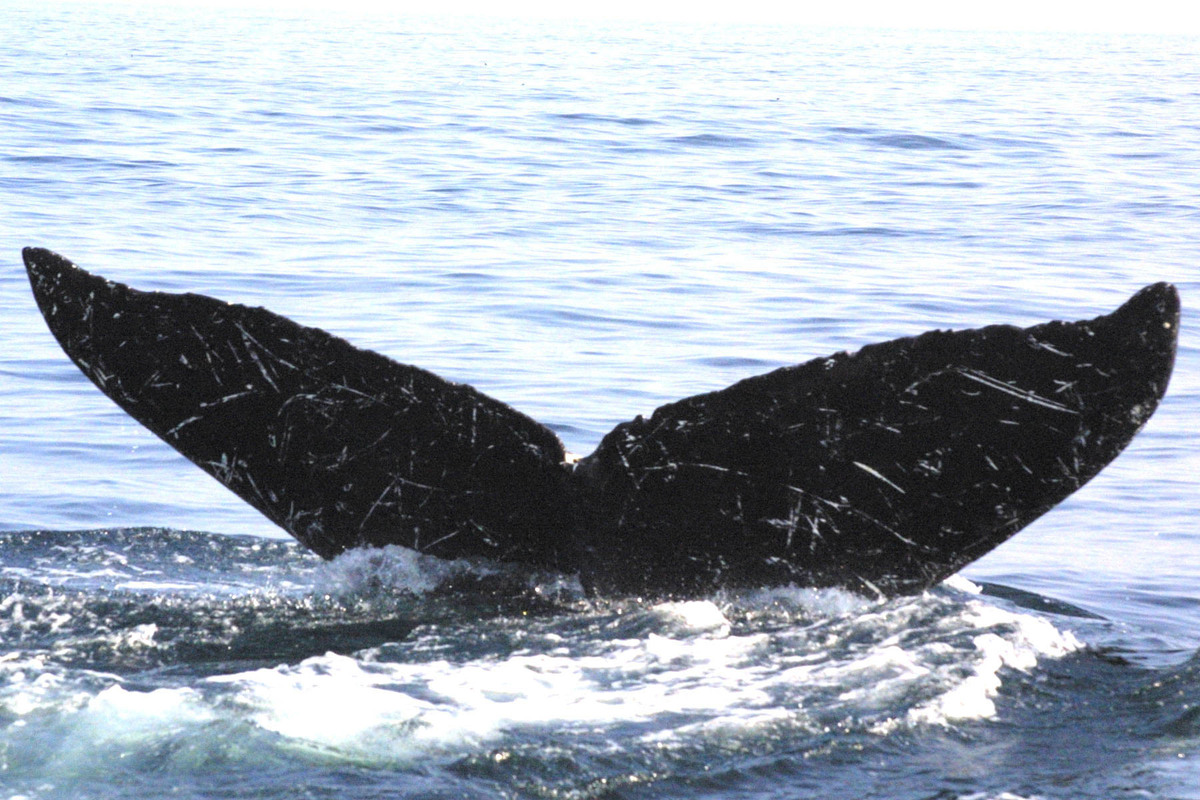 Fluke of BREE-KOD04_0829_1_0053