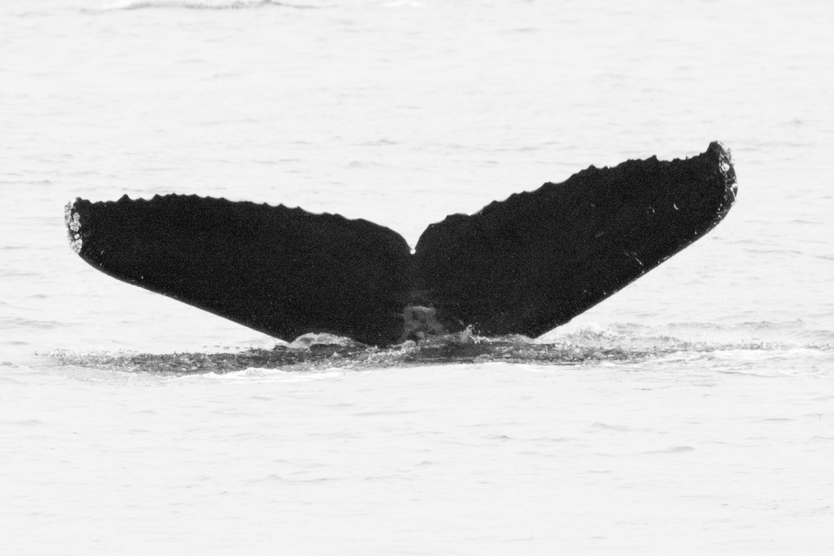 Fluke of CRC-12160