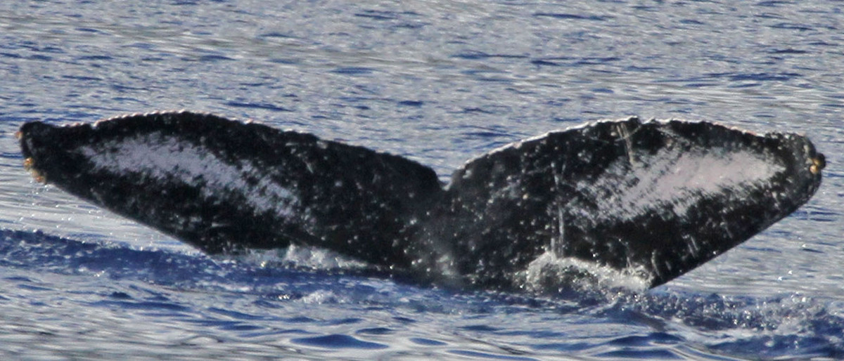 Fluke of GWAK-P064