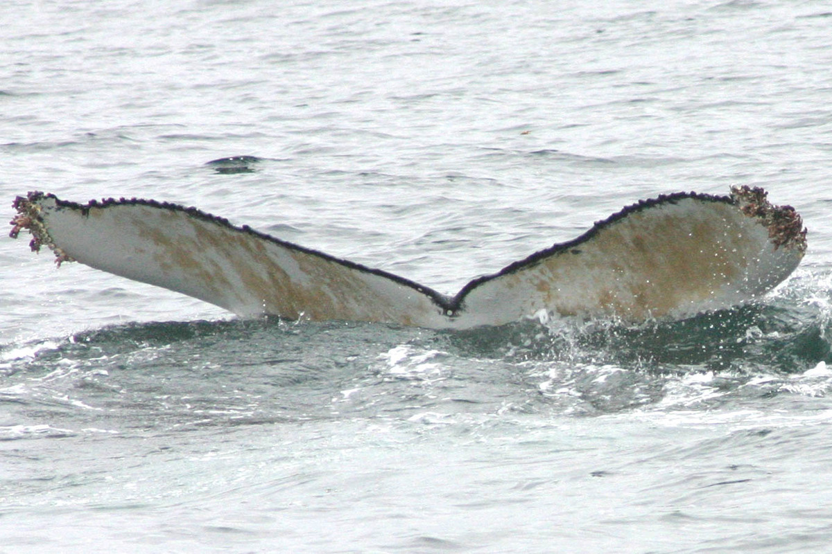 Fluke of BREE-KOD06_0802_1_0006