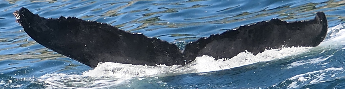 Fluke of SEAK-2461