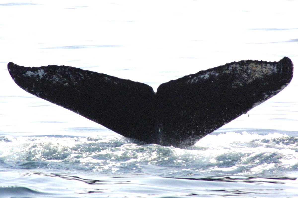 Fluke of SEAK-1268