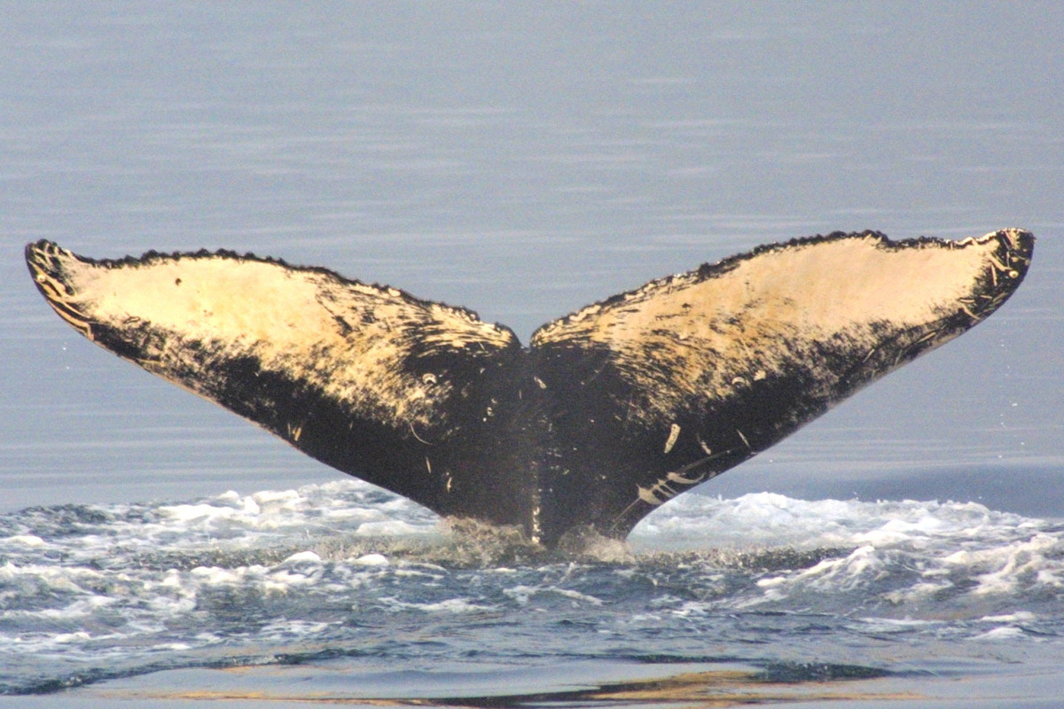 Fluke of BREE-KOD04_0830_1_0065