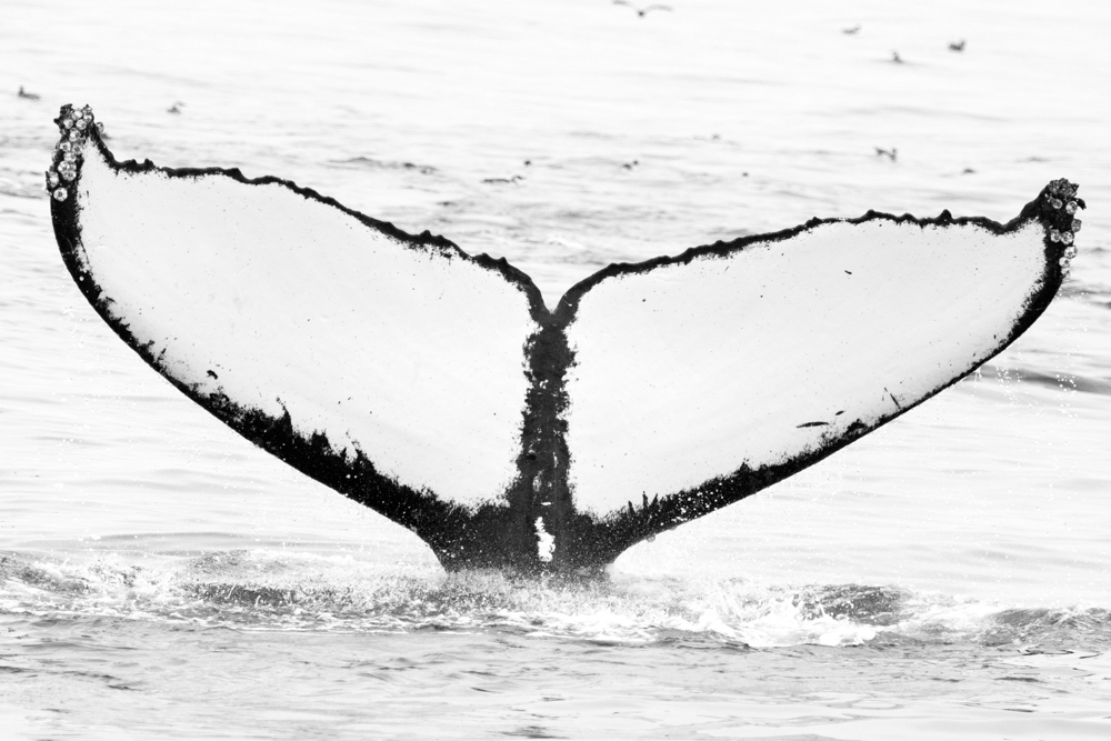 Fluke of Blizzard (California)