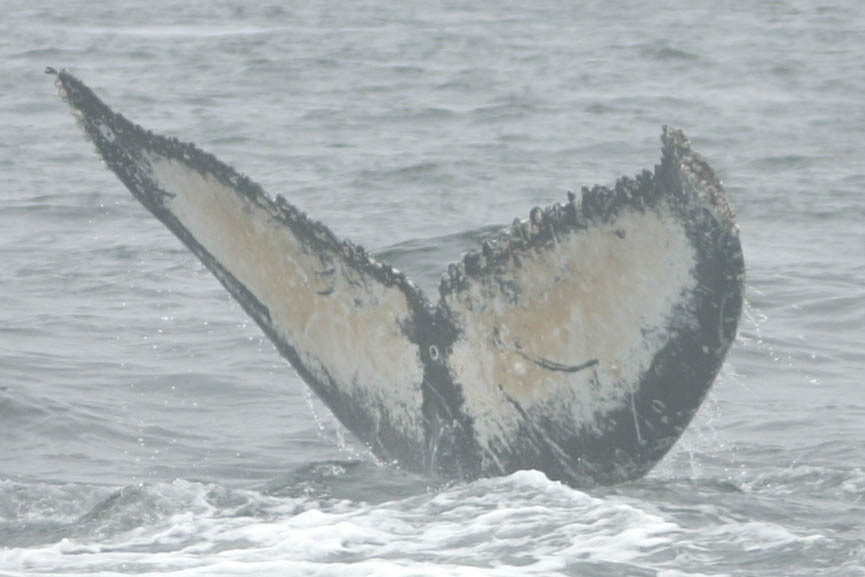 Fluke of BCZ0192