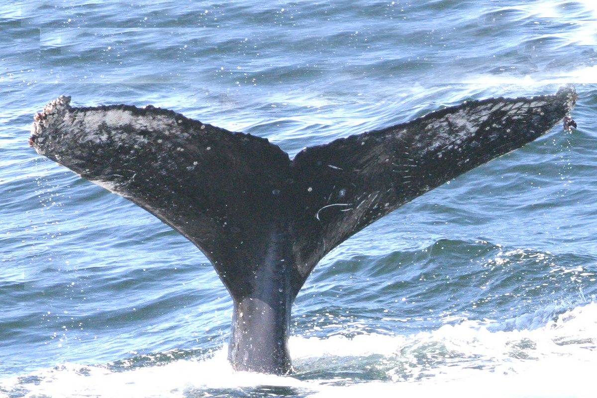 Fluke of FIBB-4BB803