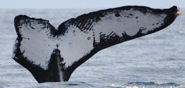 Fluke of CRC-10724