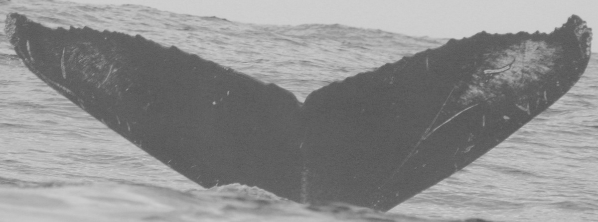 Fluke of CRC-13736