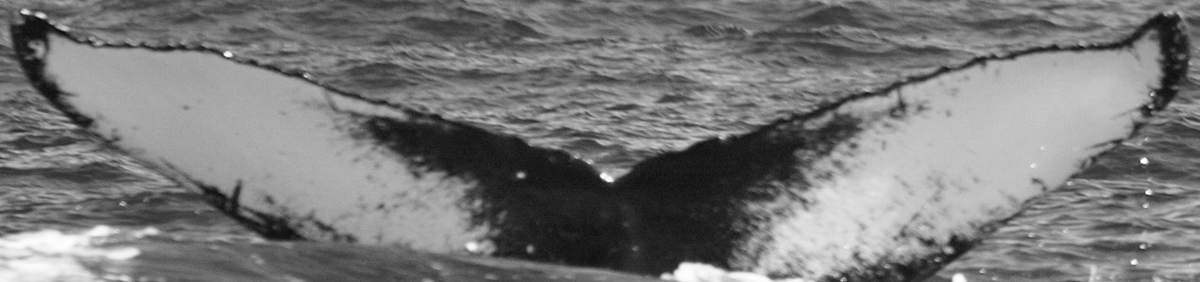 Fluke of BREE-SDP01_13(04)