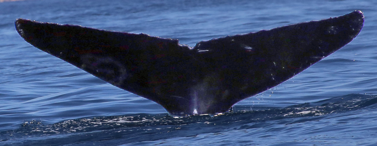 Fluke of CRC-11557