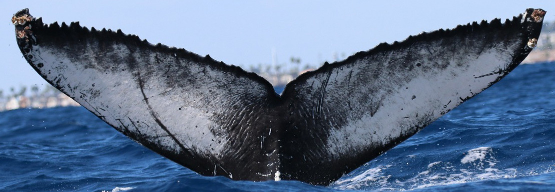 Fluke of Condor (California)