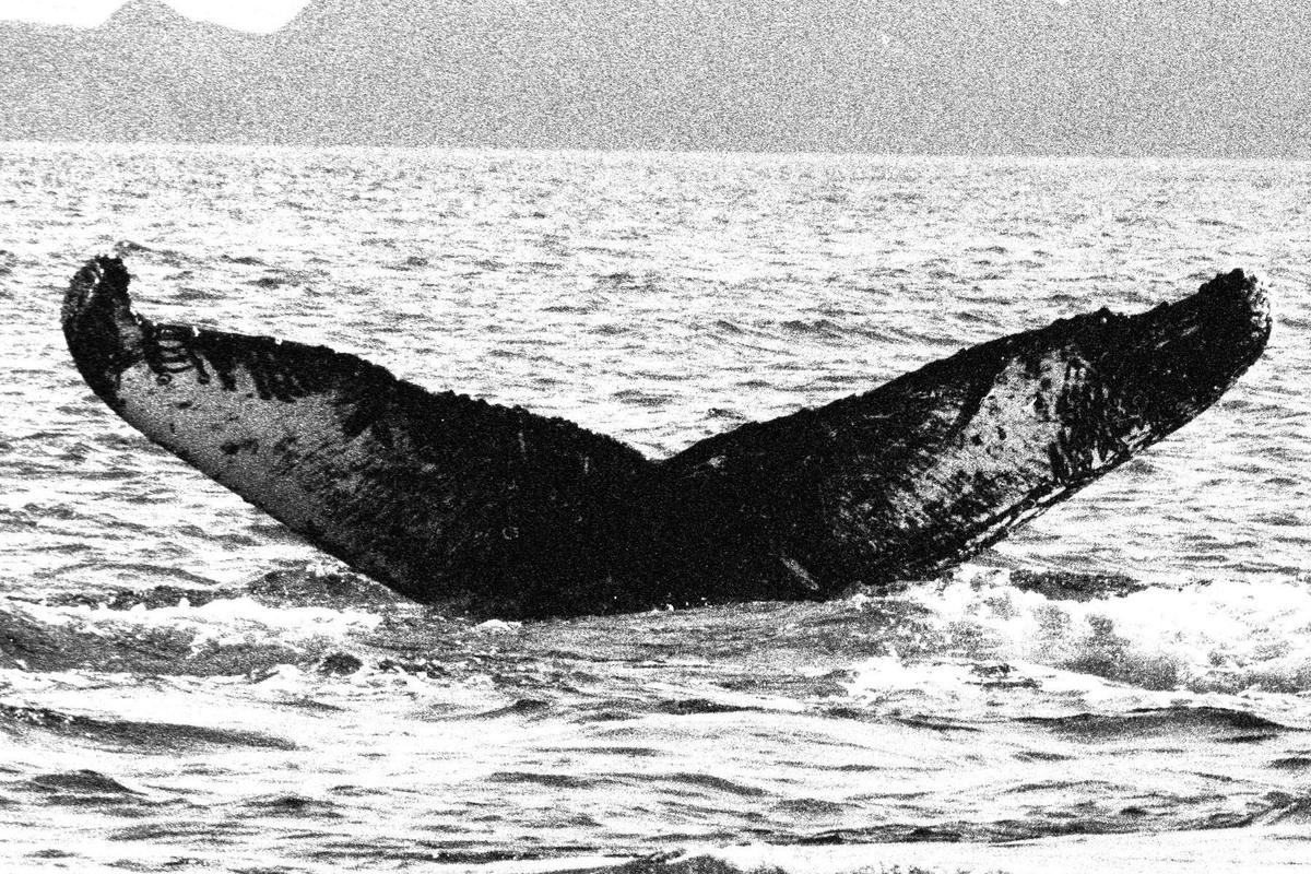 Fluke of FIBB-3BB616