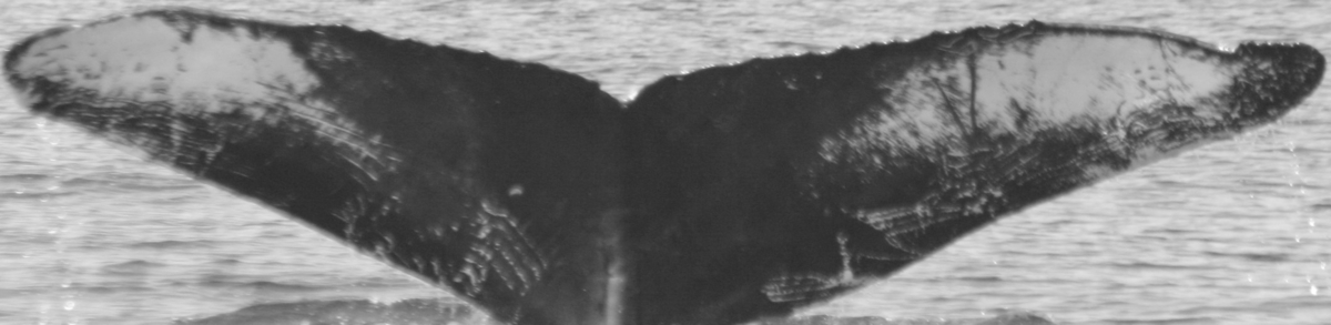 Fluke of SPLASH-530301