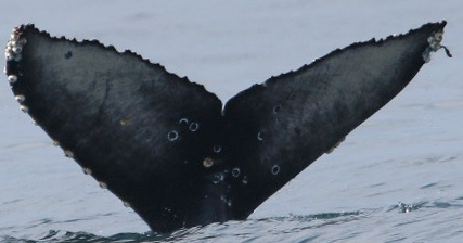 Fluke of CRC-16713