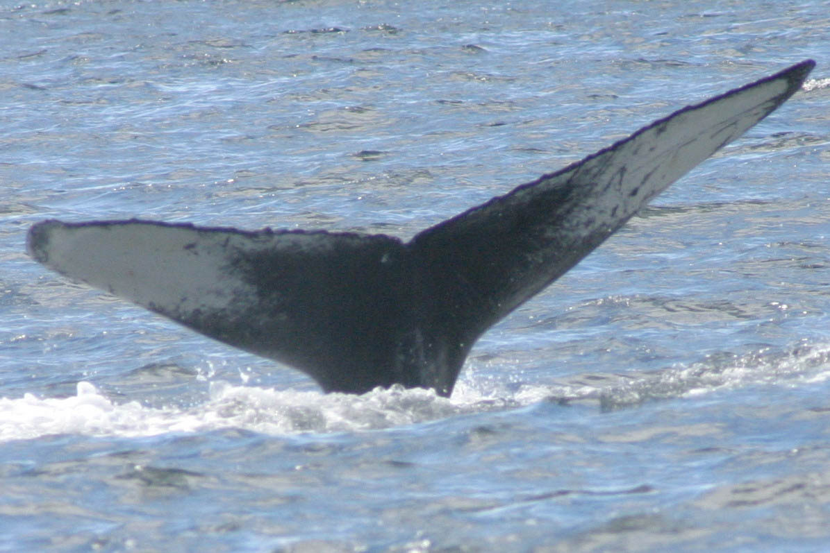 Fluke of BREE-SDP07_0805_1_0034