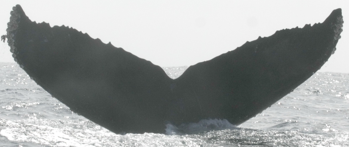 Fluke of CRC-10994
