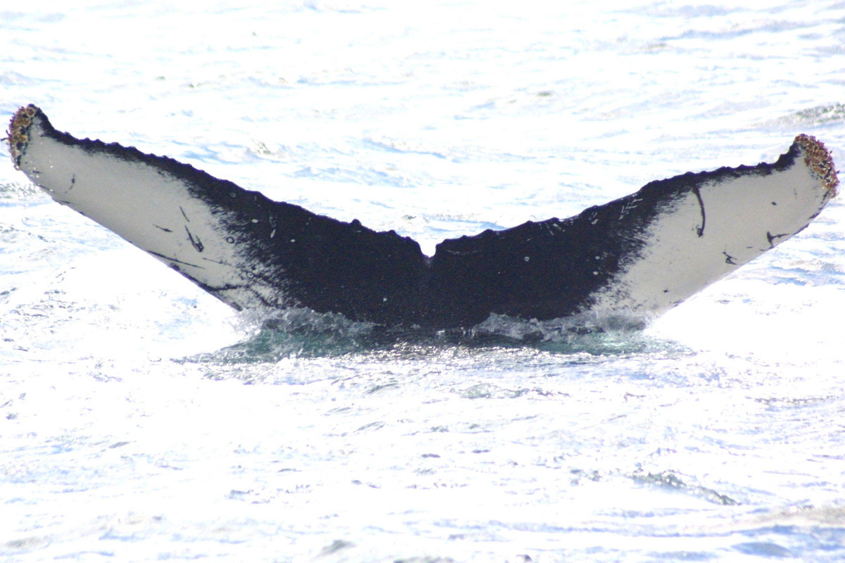 Fluke of BREE-SDP04_0721_2_0014