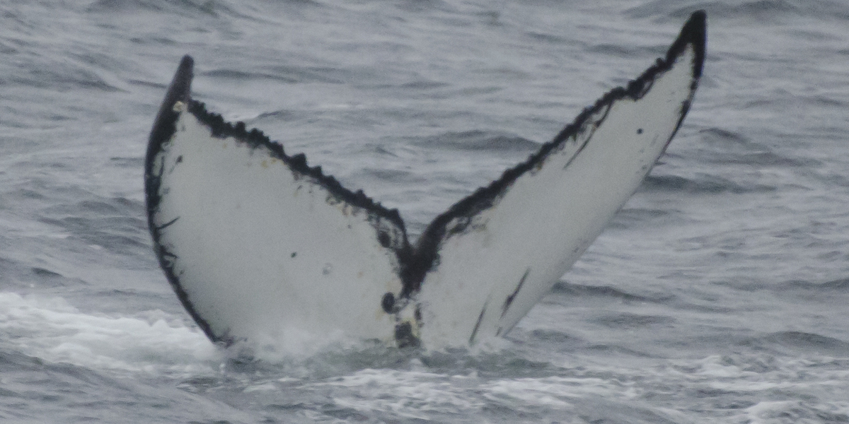 Fluke of Lemur (BC)