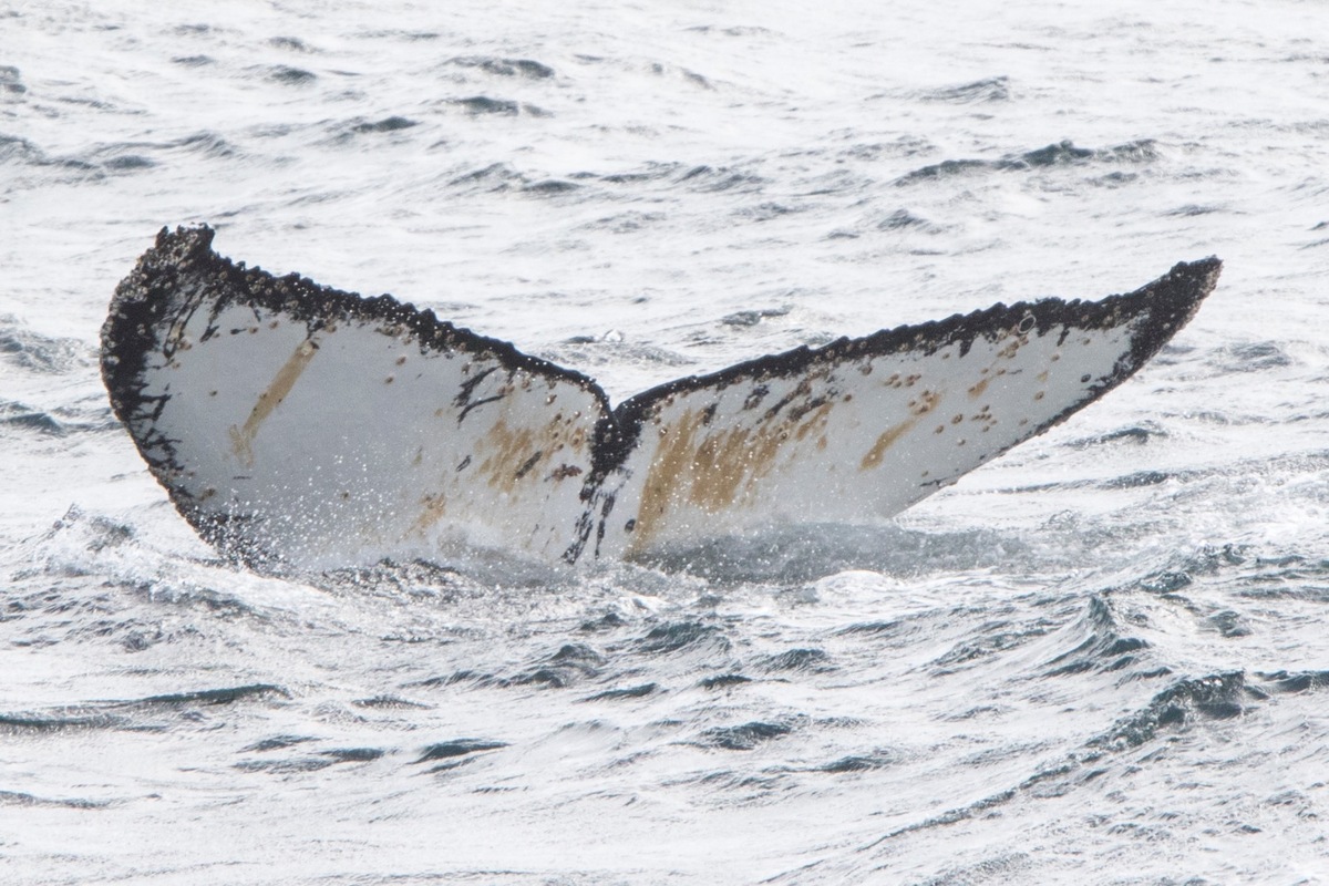 Fluke of AHWC-7326