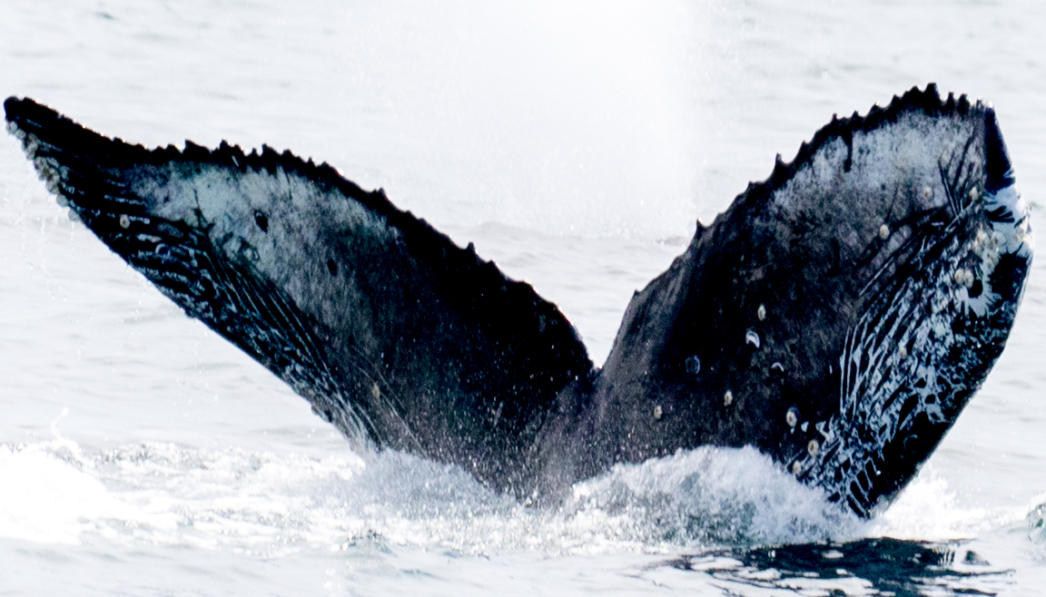 Fluke of CRC-17804