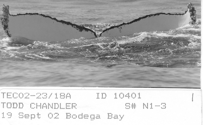 Fluke of CRC-10401