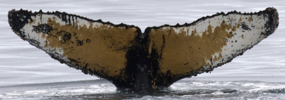Fluke of HW-MN1301374