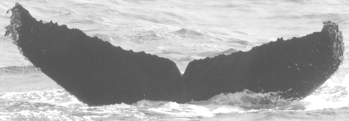 Fluke of CRC-15051
