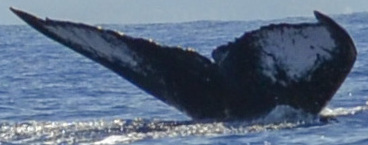 Fluke of HW-MN0440983